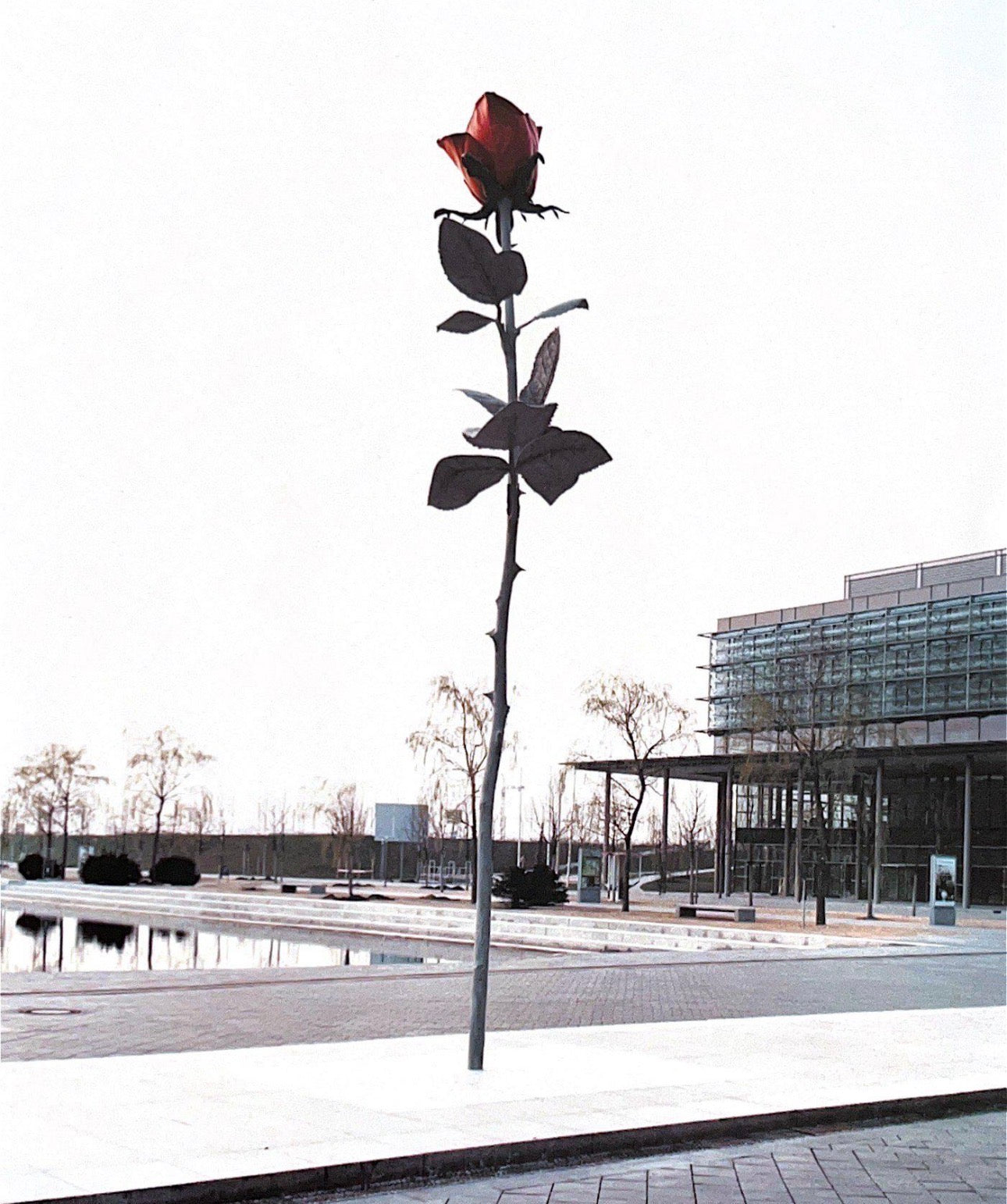 Urban Rose