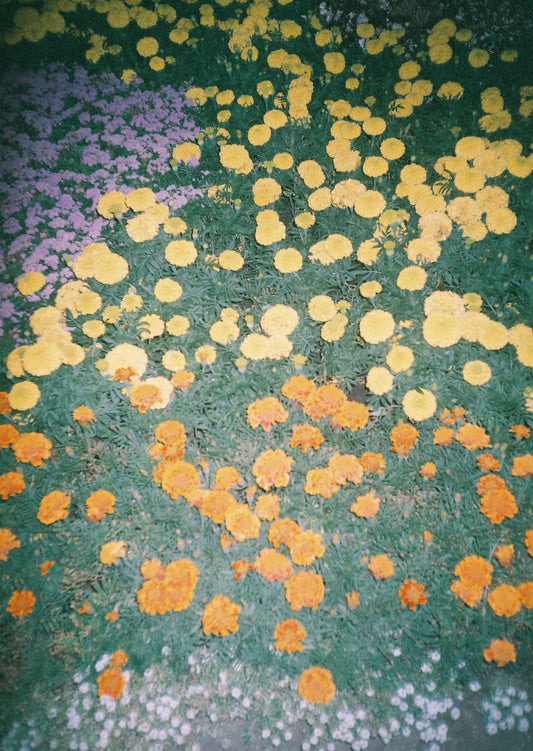 Flores 1