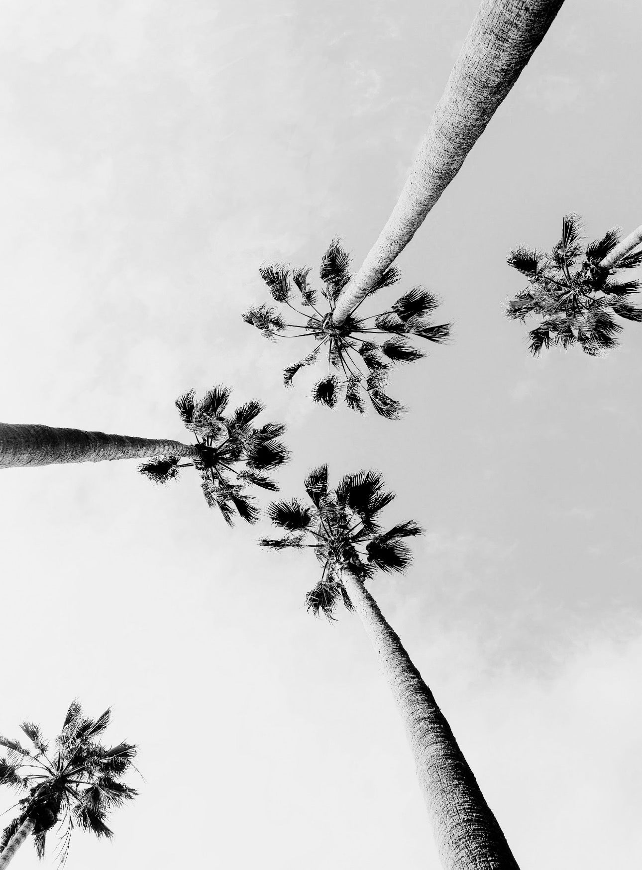 Palmeras