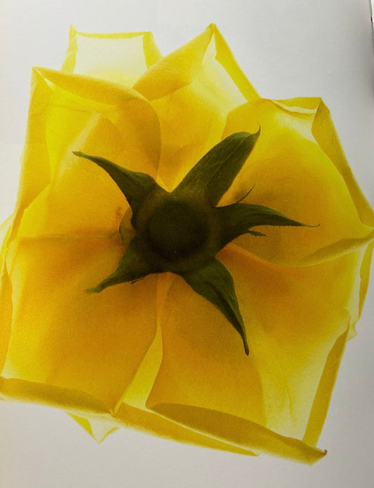Yellow floral