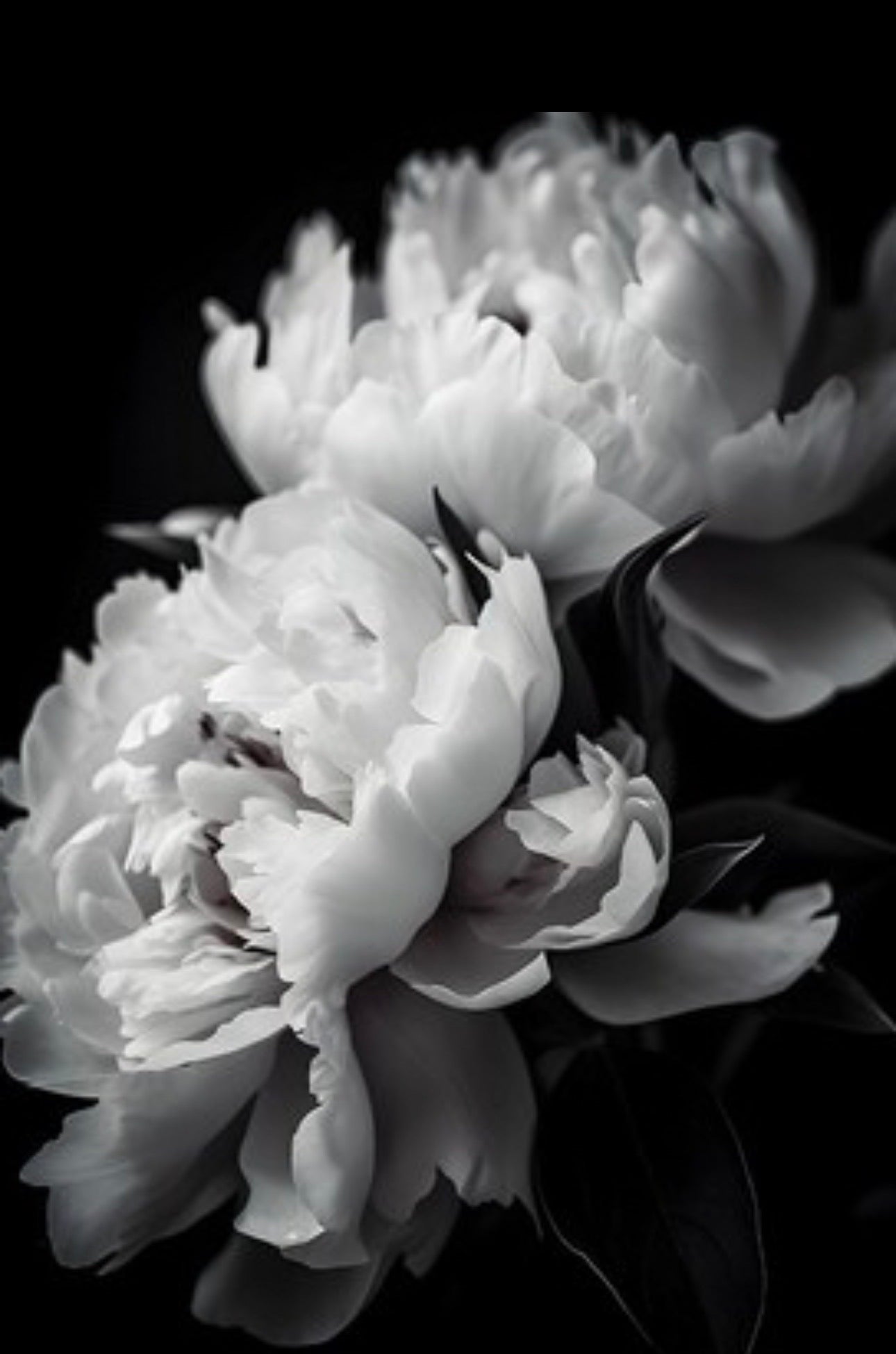B&W Floral