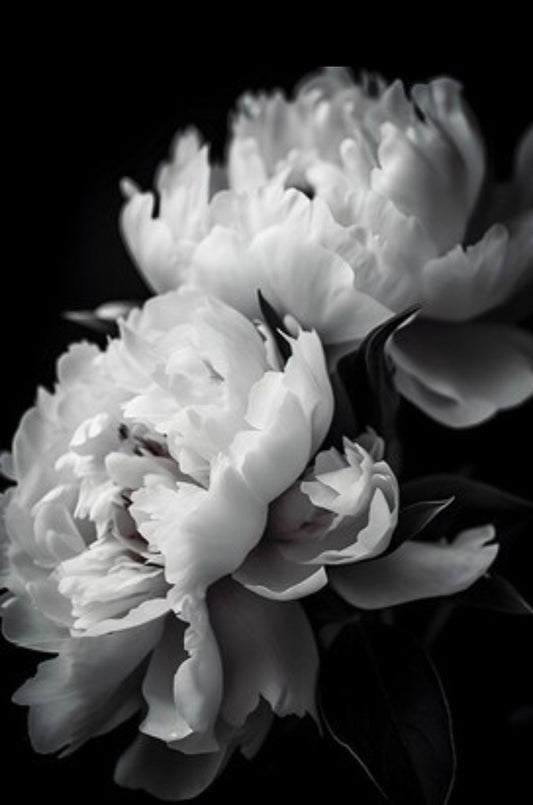 B&W Floral