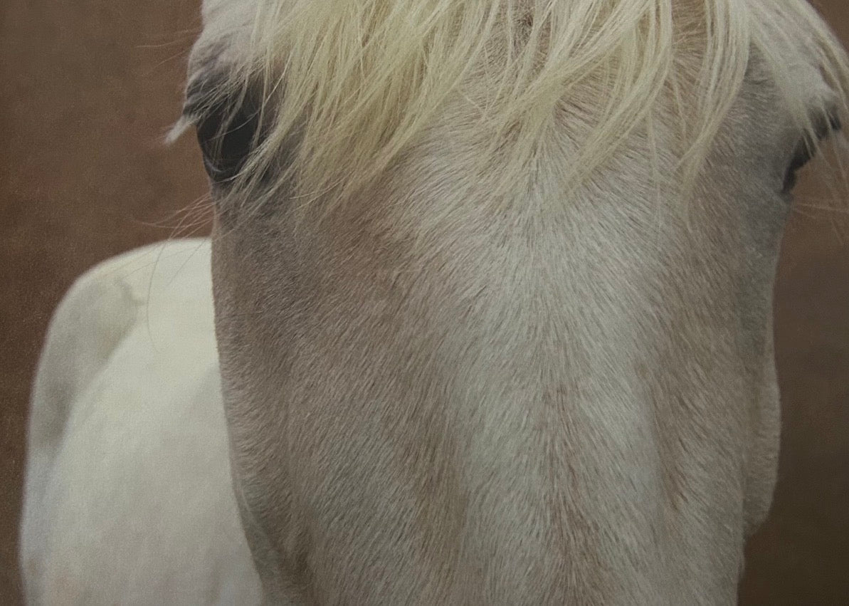 Caballo blanco