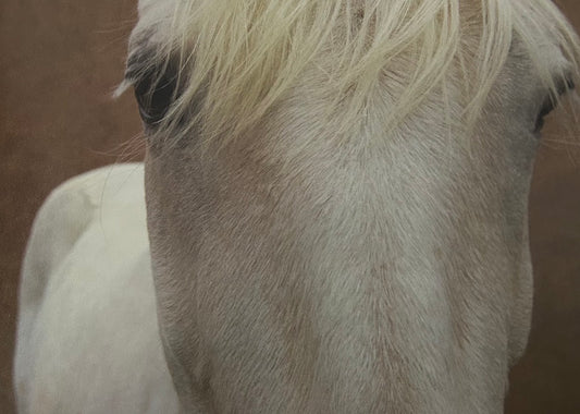 Caballo blanco