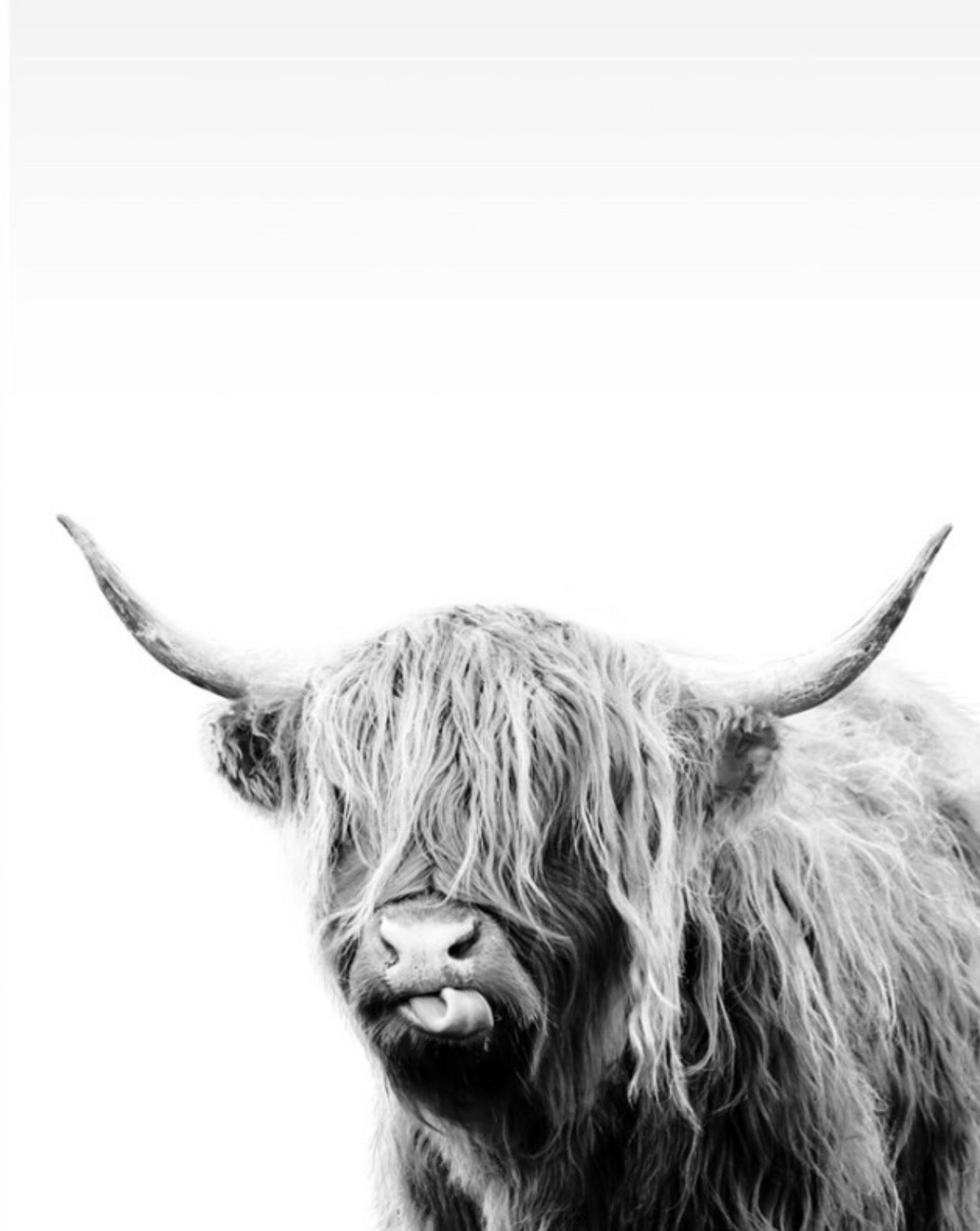 Vaca Highland