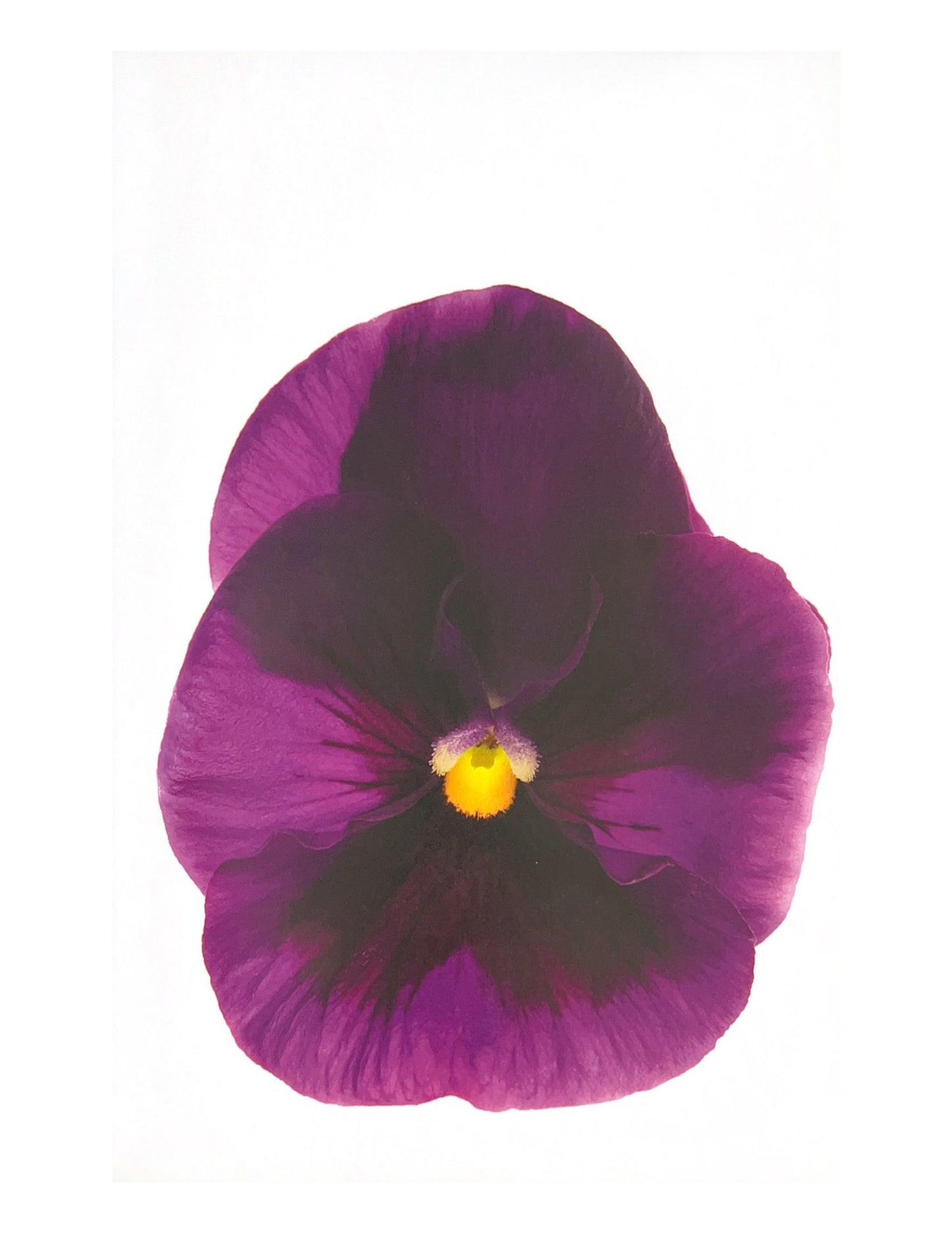 Warhol Flower